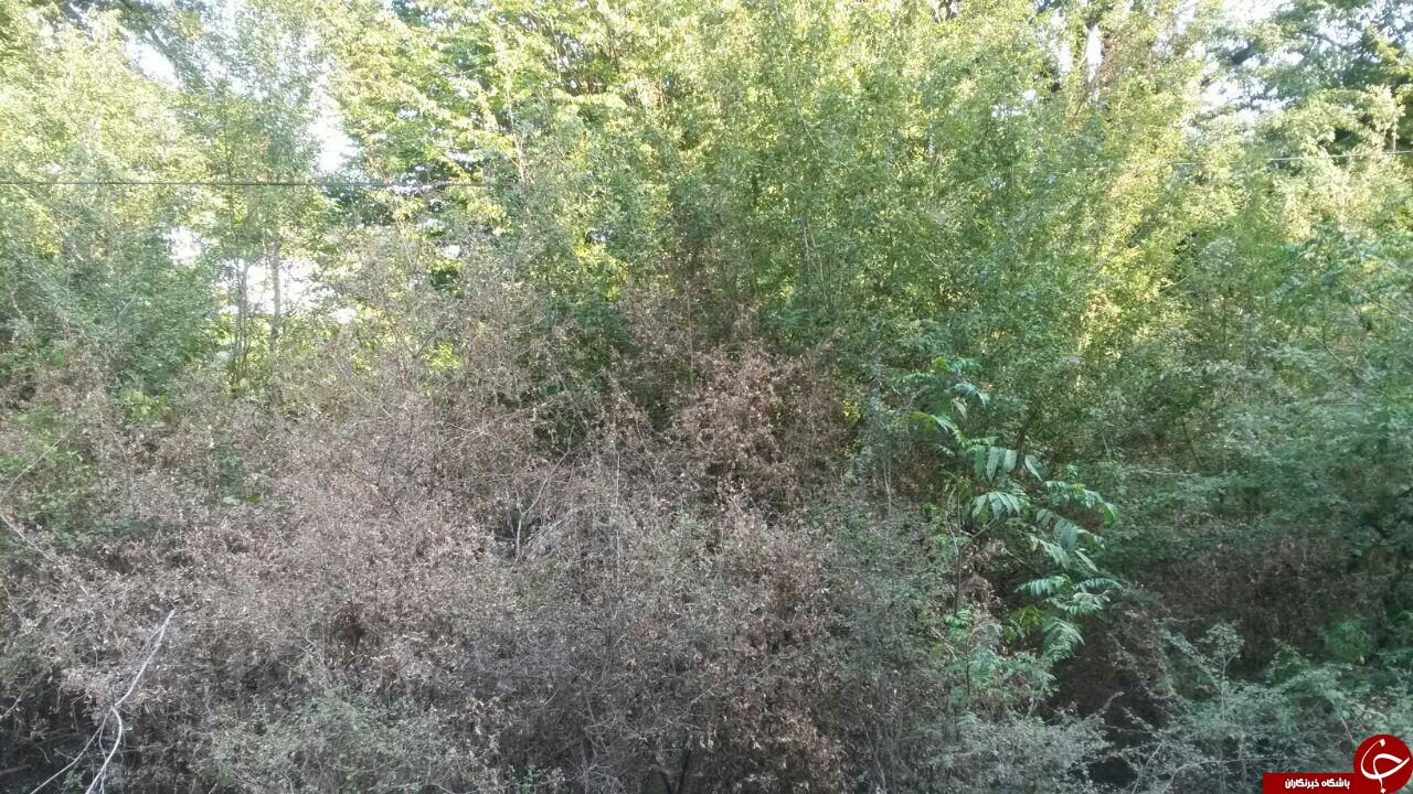 خشک شدن شمشادهای ارزفون + تصاویر