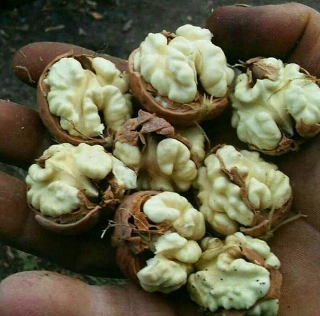 اجرای پیوند سرشاخه کاری درختان گردو
