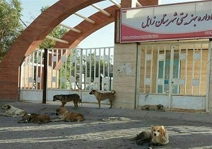 اتلاف سگ&zwnj;های ولگرد زابل در آستانه بازگشایی مدارس با قوت انجام می&zwnj;شود