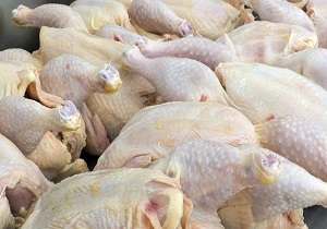 معدوم سازی گوشت مرغ و آلایش خوراکی در گرمسار
