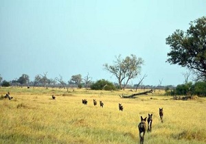 سگ&zwnj;های وحشی آفریقا با 