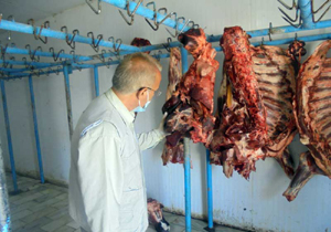 معدوم سازی 2 لاشه گاو آلوده در خراسان جنوبی