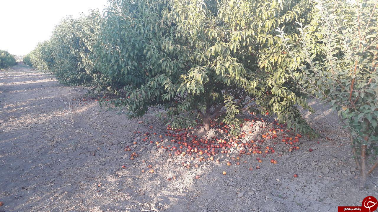 فروش نرفتن محصولات کام باغداران نقده را تلخ کرد + فیلم و تصاویر