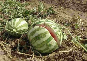 هندوانه&zwnj; ۵۰ تومانی روی دست کشاورز ماند؛ وعده حجتی برای رفع ریشه&zwnj;ای مشکل