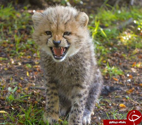 تصاویر روز: از ملوان زبل در میان هواداران فوتبال تا کدو حلوایی 430 کیلوگرمی