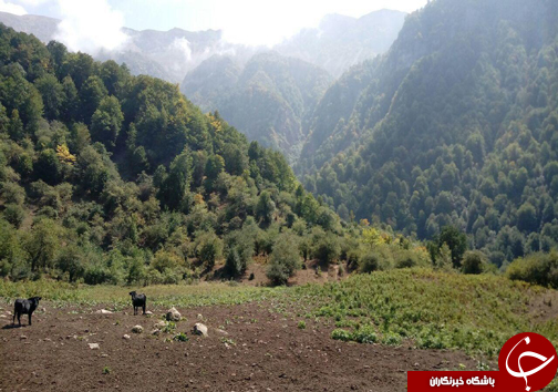 بانگ بقای بزرگترین گوزن ایرانی در دل جنگل های هیرکانی + تصاویر
