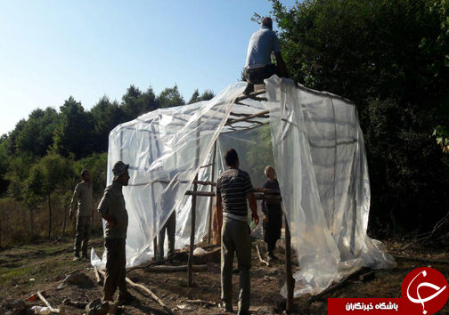 بانگ بقای بزرگترین گوزن ایرانی در دل جنگل های هیرکانی + تصاویر