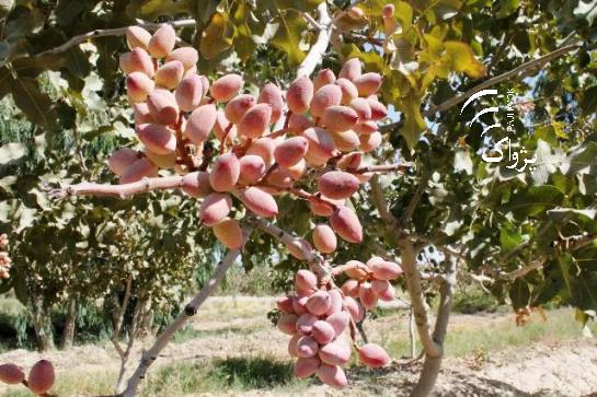 حاصل پسته در سمنگان افزايش يافته است