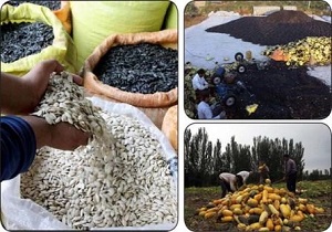 پیش بینی برداشت ۳۰ هزار تن تخمه آفتابگردان و کدو آجیلی در خوی