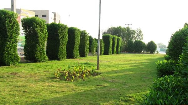 لزوم هرس کردن درختان کنوکارپوس