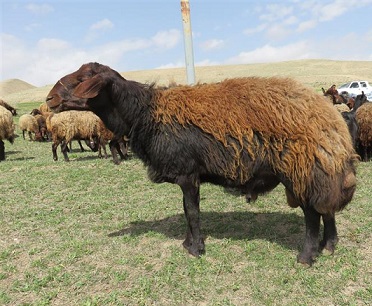 معرفی4هزارو 700 طرح روستایی زنجان به بانکهای عامل