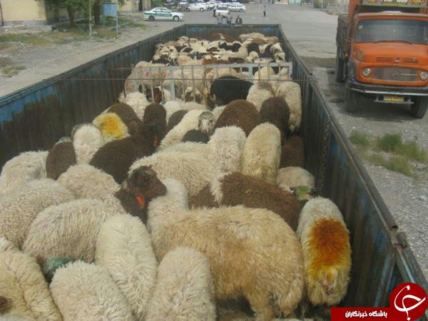 کشف ۱۲۰ راس گوسفند قاچاق در محدوده جاده روستایی گلبو نیشابور