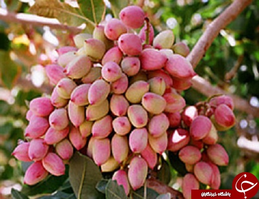 رتبه سوم استان یزد در تولید پسته در کشور +تصویر