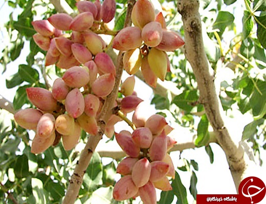 رتبه سوم استان یزد در تولید پسته در کشور +تصویر