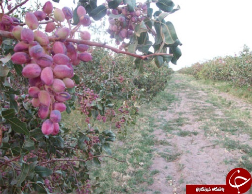 رتبه سوم استان یزد در تولید پسته در کشور +تصویر