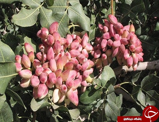 رتبه سوم استان یزد در تولید پسته در کشور +تصویر