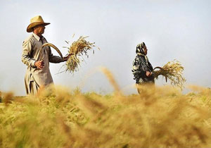 خرید &nbsp;۲۶۰میلیارد ریال محصول گندم توسط تعاون روستایی