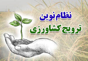 بابل و اجرای طرح سایت دهکده الگویی برنج
