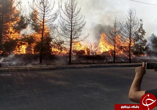 کارگاه پالت سازی طعمه آتش شد