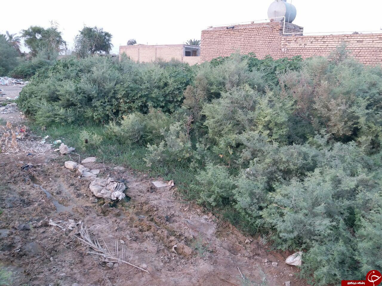 دپوی زباله در خیابان های بنادر + تصاویر