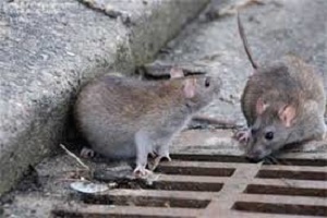 موش&zwnj;های صحرایی دختر معلول را در خواب جویدند!