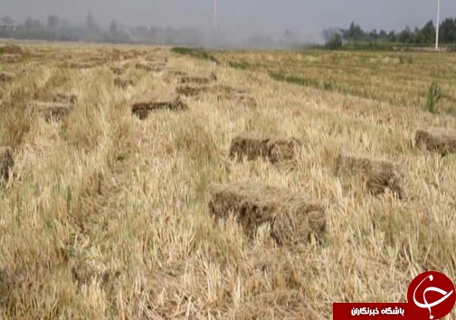 نجات زمین های کشاورزی مازندران / شوری خاک&zwnj; رهاورد سوزاندن بقايای گياهی مزارع برنج است