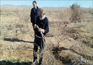 اختصاص 70 میلیارد تومان اعتبار برای جبران سرمازدگی باغداران فردوس
