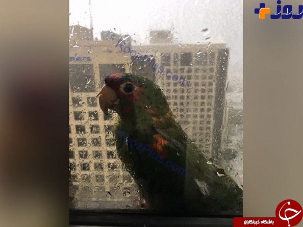 دو میهمان وحشت زده طوفان آمریکا +تصاویر