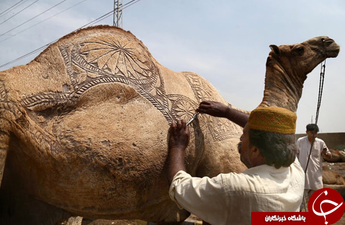 تصاویر روز: از هنرنمایی سوارکاران تبتی تا ایجاد نقش و نگار بر روی شترهای پاکستانی