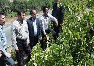 رئیس سازمان تعاون روستایی کشور؛
ایجاد صنایع تبدیلی محصولات کشاورزی کردستان