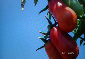 رونمایی از ۷ محصول جدید کشاورزی