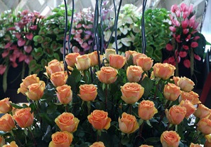 چرا می&zwnj;گویید گل نخرید؟