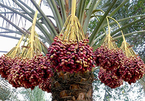 برداشت خرما و رطب در کازرون