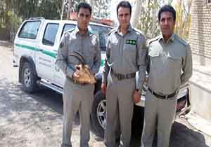 کشف تروفه بز کوهی در پلدختر