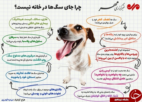 چرا جای سگ&zwnj;ها در خانه نیست؟ +عکس
