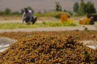 واریز 60 میلیارد ریال یارانه کشمش به حساب تاکداران استان زنجان