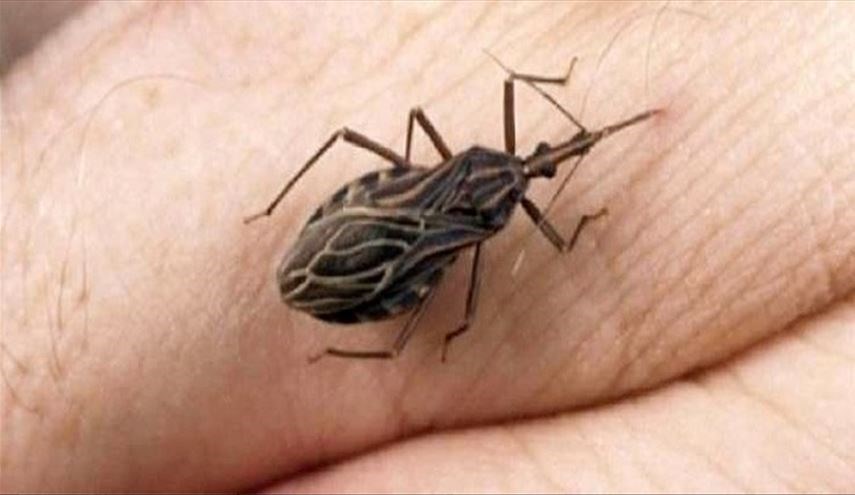 با خطرناک&zwnj;ترین موجودات روی کره زمین آشنا شوید+تصاویر