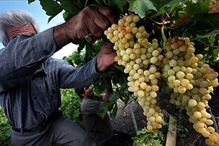 جشنواره انگور برگزار می شود