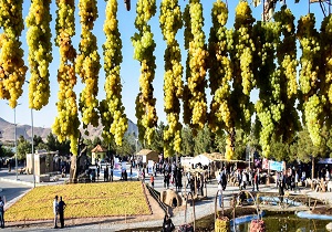 جشنواره انگور فرصتی مناسب برای معرفی فرهنگ آذربایجان