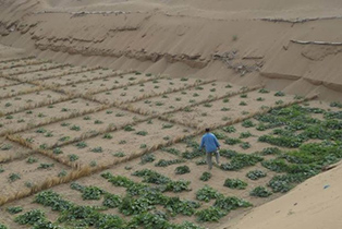 برداشت مرحله دوم هندوانه دیم در کویر آران و بیدگل آغاز شد