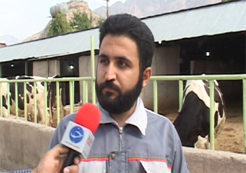 دامپروری در لرستان مقرون به صرفه نیست