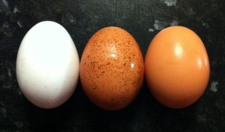 قیمت فروش تخم کبک در بازار