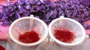 لابراتور تشخیص امراض و آفات زعفران در هرات ساخته می&zwnj;شود