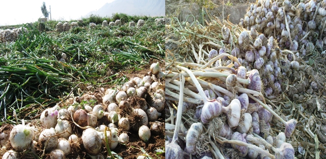 حال سیرکاران همدانی خوب نیست/ سیر همدان اسیر سیرهای فرنگی