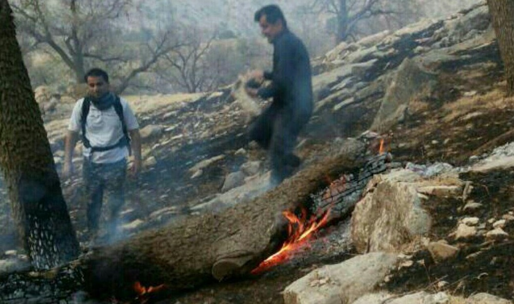 سوختن جنگل های لالی در آتش + تصاویر