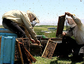کشف محموله بزرگ قاچاق داروهای زنبور عسل