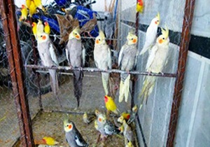 کشف ۵۰ قطعه پرنده تزئینی قاچاق در ارومیه