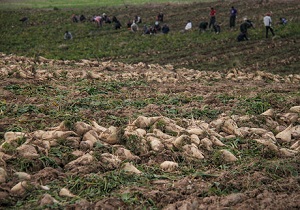 خرید بیش از ۱۲۰ هزار تن چغندر از چغندرکاران استان آذربایجان غربی