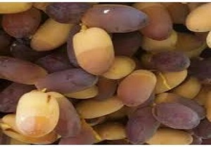 برداشت محصول خارک و رطب در خرمشهر