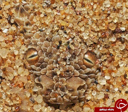 استتار جالب و شگفت انگیز یک مار برای شکار +عکس